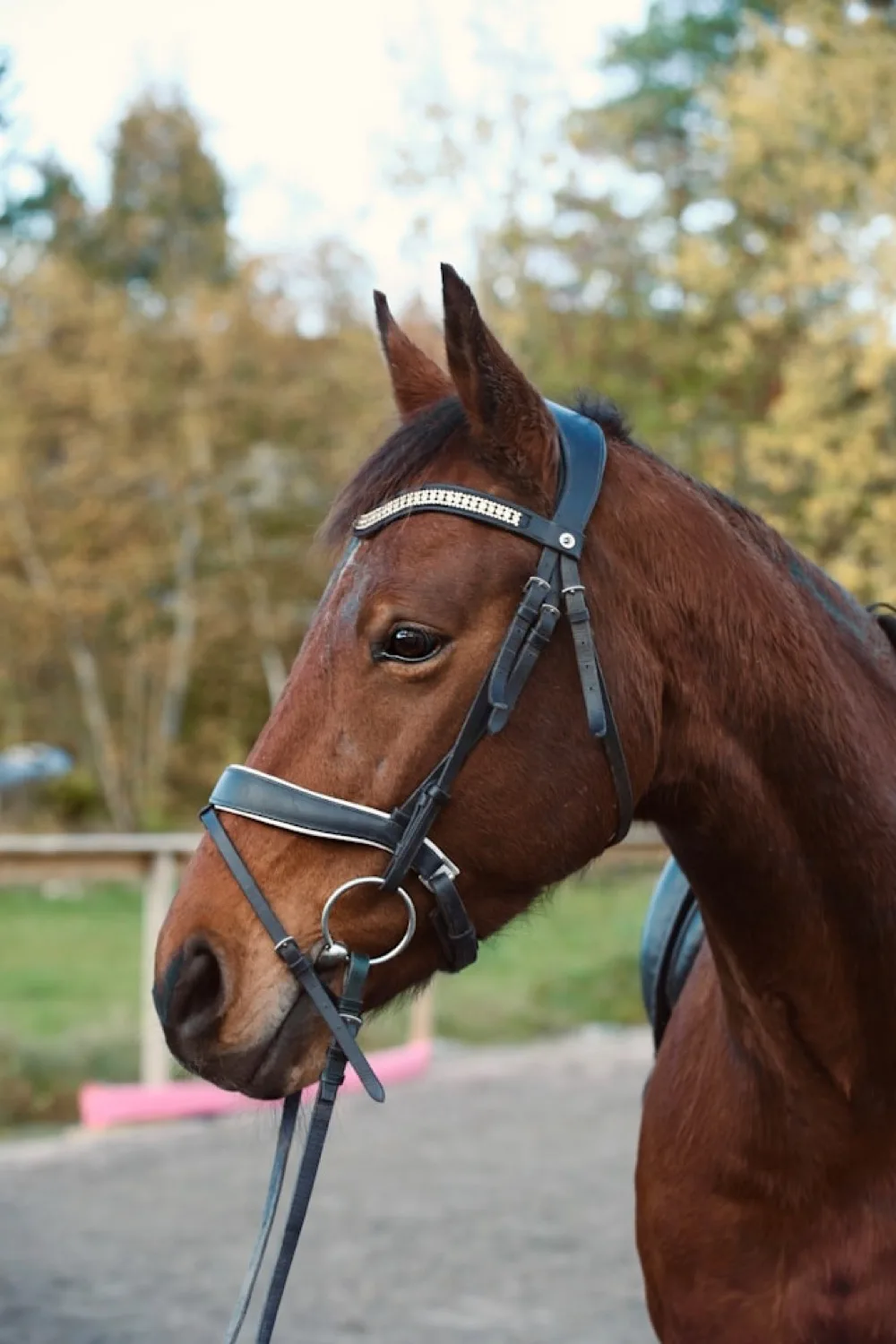 Ausbinder bei Pferde